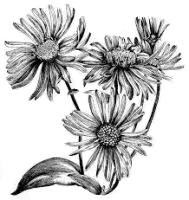 Michaelmas Daisies